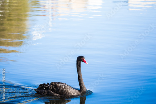 Black Swan on the lake or in the pond. Blue sky reflected in the water.