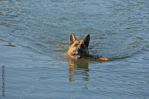 German Shepherd swimming with a stick in the water