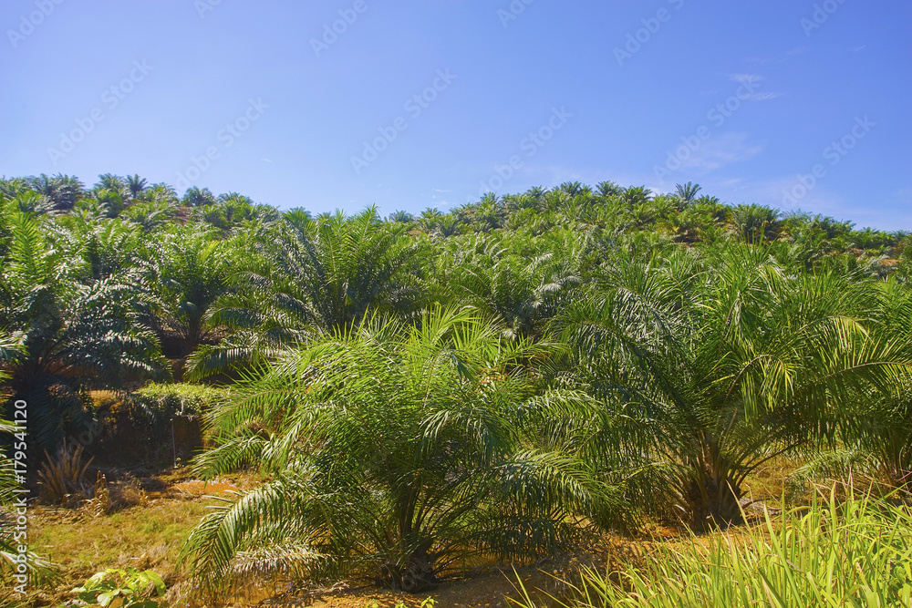 View of Palm Plantation with deep blue sky at background.