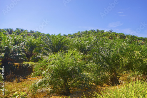 View of Palm Plantation with deep blue sky at background. © nelzajamal