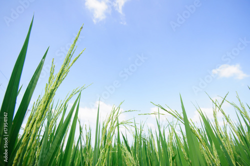 rice field on blue sky