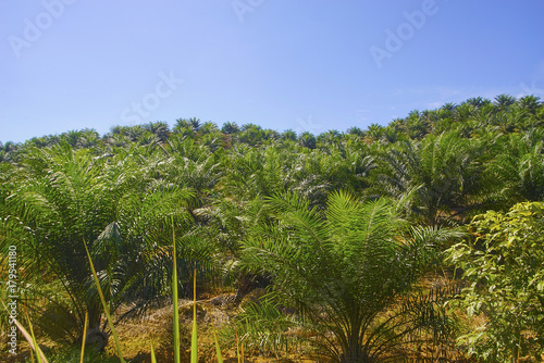 View of Palm Plantation with deep blue sky at background.