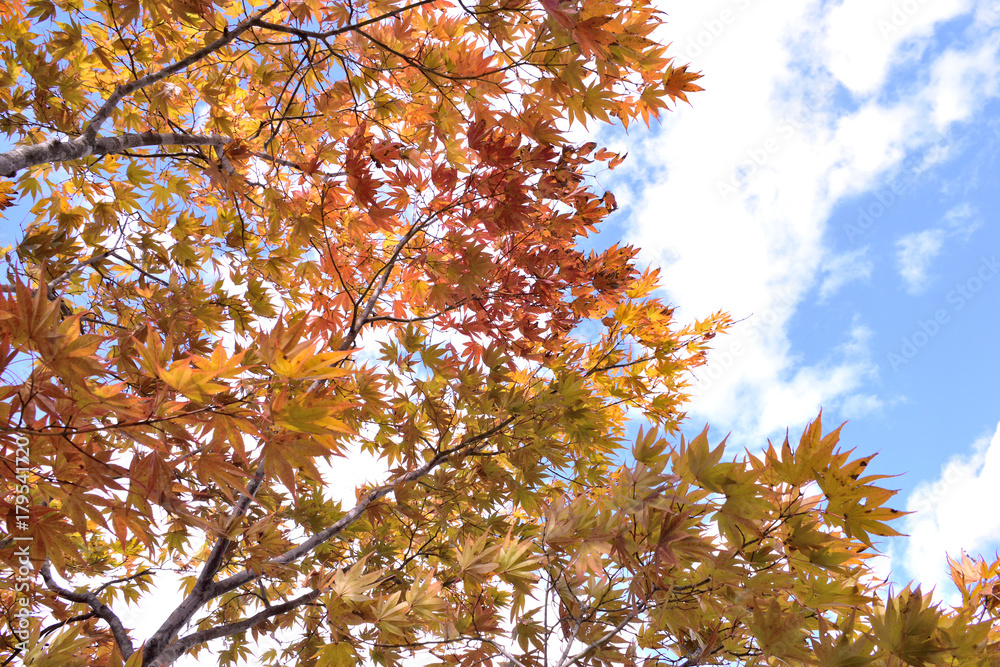 Autumn leaves - The colorful leafs in autumn.
