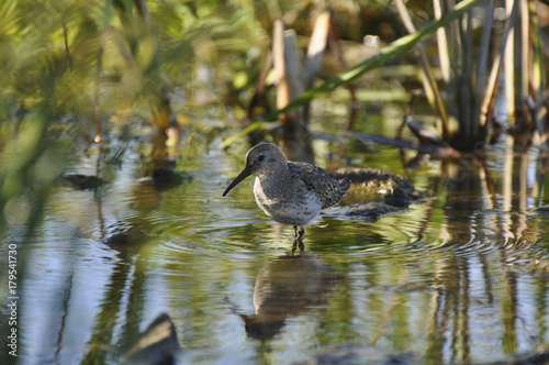 Sandpiper on the river. Sandpiper, game, bird, wild nature, animals, nature, fauna, flora