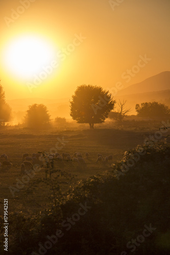 Golden sunset with a flock of sheep near Lake Kerkini  Greece