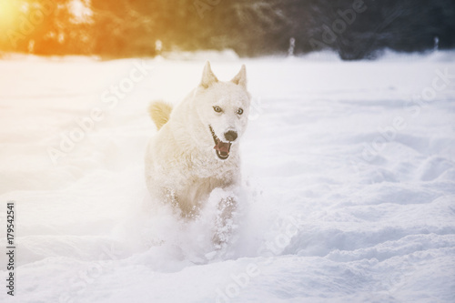 Siberian husky dog running in snow