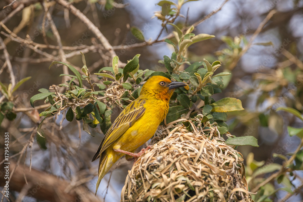 Fototapeta premium Gelber Webervogel