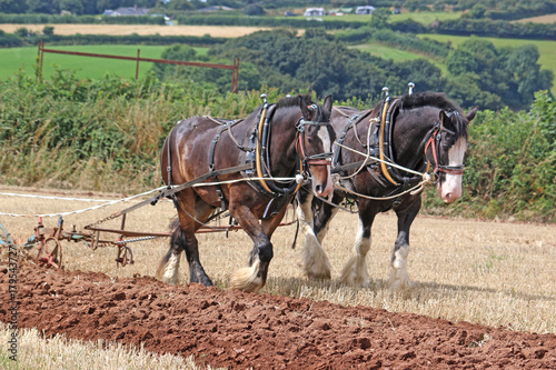 Tela Shire horses ploughing