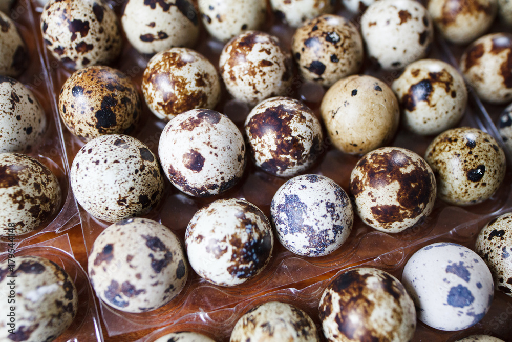 Fototapeta premium colorful quail eggs lying in a special form for storage