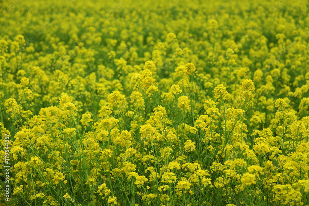 菜の花 菜の花