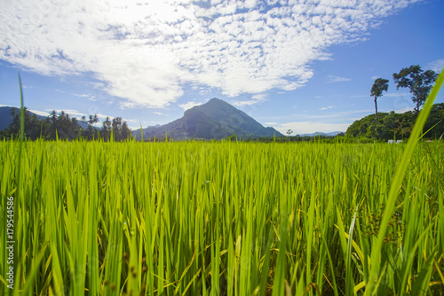 Morning sunlight in a green paddy field . photo