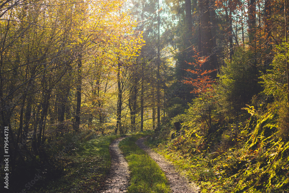 Fototapeta premium Herbstwald