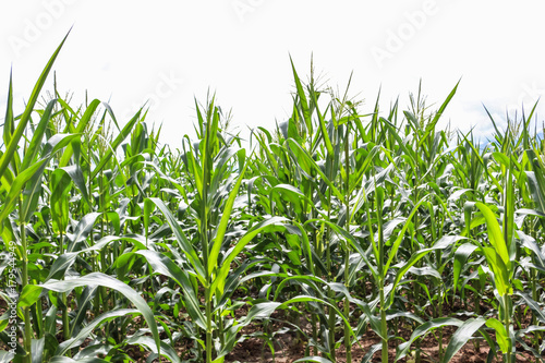 corn field tree farm nature background