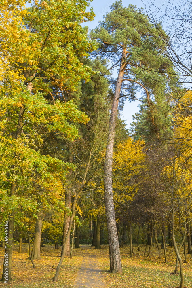 Naklejka premium Autumn city park, Minsk, Belarus