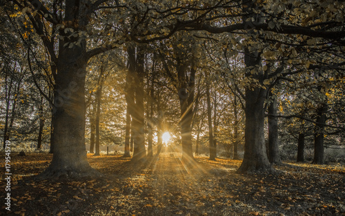 Fototapeta Naklejka Na Ścianę i Meble -  Sunrise in the autumn forest