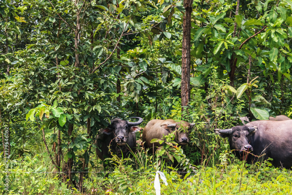buffalo animal in forest nature wildlife buffalo animal in forest nature wildlife