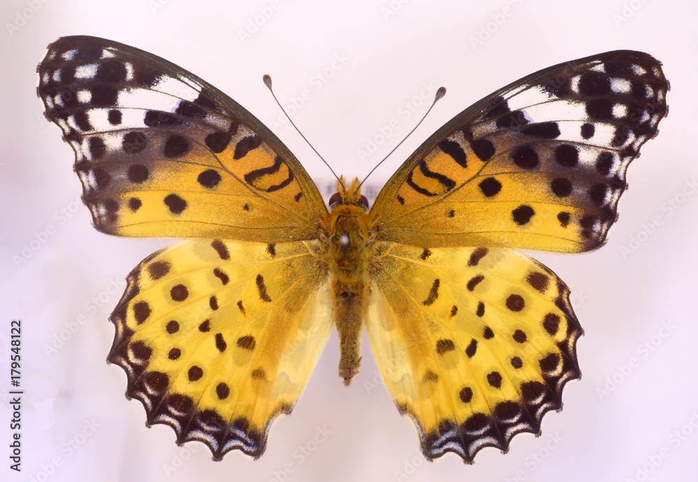 Obraz premium Indian Fritillary (Argyreus hyperbius) female isolated