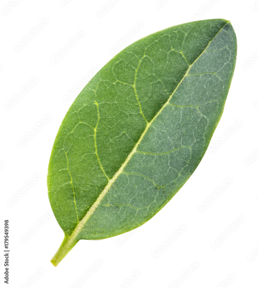 Obraz premium Pomegranate leaf isolated with clipping path