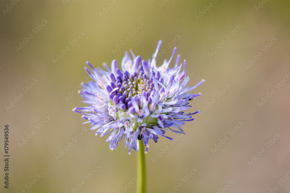 Closeup view of Sheep's bit scabious (Jasione montana) Closeup view of Sheep's bit scabious (Jasione montana)