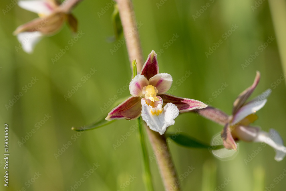 Closeup view of blossom of marsh helleborine (Epipactis palustris) Closeup view of blossom of marsh helleborine (Epipactis palustris)