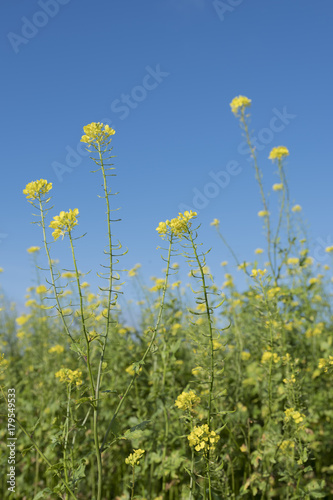 yellow flowers of mustard seed in field with blue sky