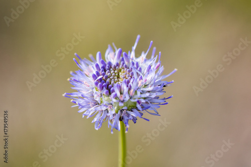 Closeup view of Sheep's bit scabious (Jasione montana)
