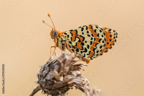 Closeup view of spotted fritillary (Melitaea didyma) photo