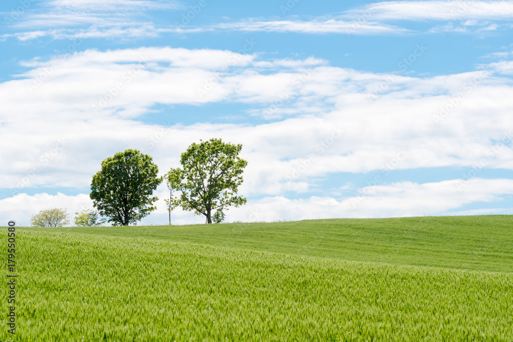 Obraz premium 美瑛の有名な丘の風景 / &nbsp;北海道 美瑛町