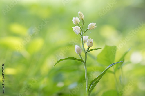 White Helleborine (Cephalanthera damasonium) on a spring forest