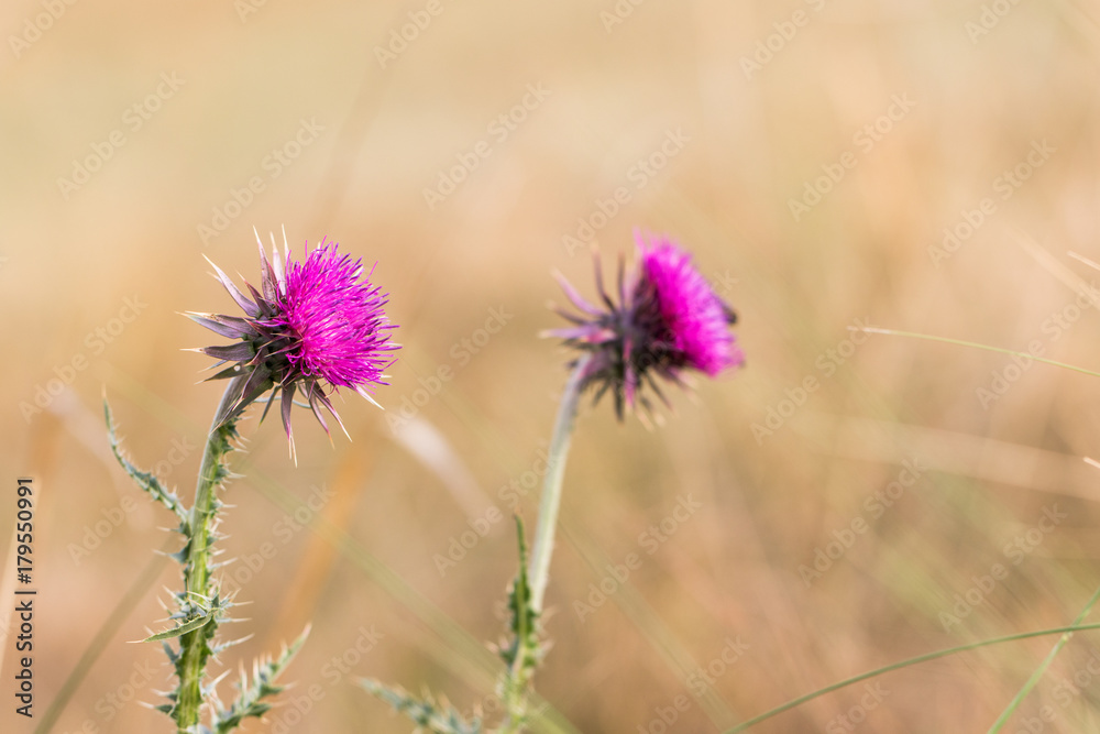 Musk thistle (Carduus nutans) in sunny day Musk thistle (Carduus nutans) in sunny day