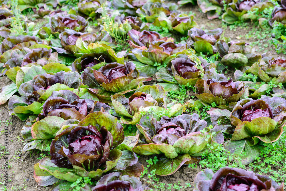 Obraz premium Salatfeld