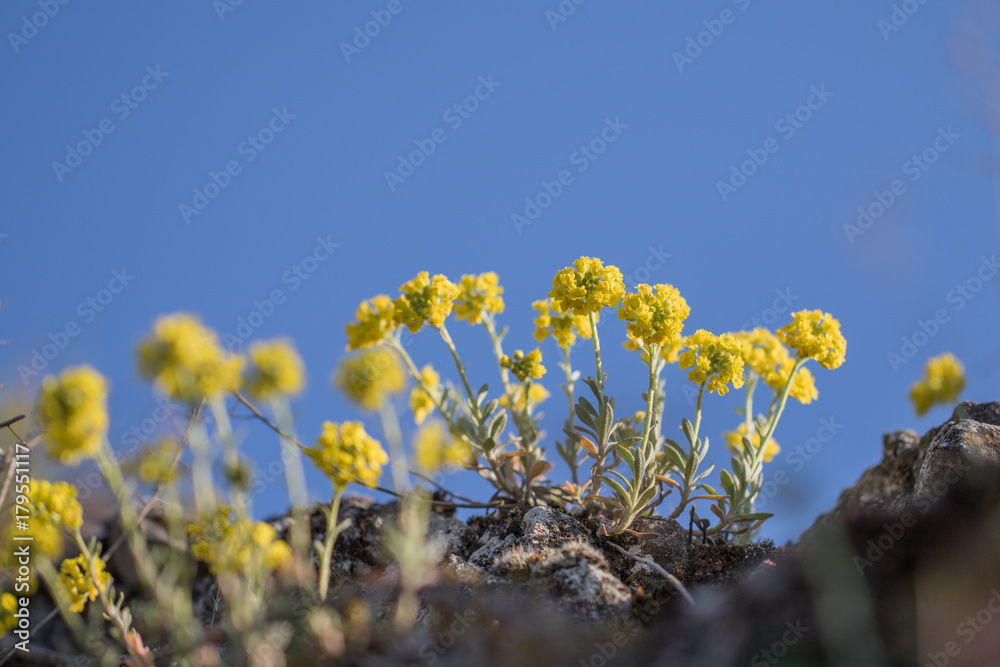Obraz premium Yellow spring flower Alyssum montanum on the rock