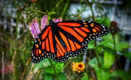 Monarch  © ShorelinePhotography