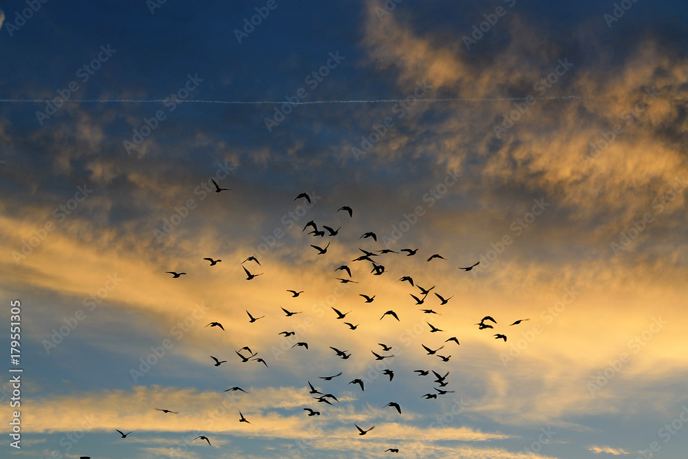 Vogelschwarm fliegt Richtung Süden