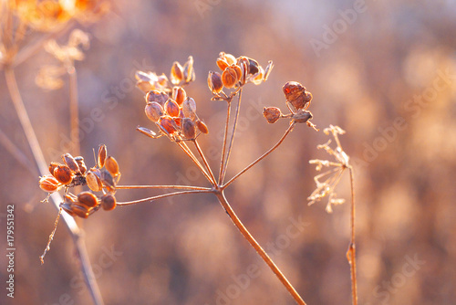 dry umbrella inflorescence weeds on stem in late autumn backlit by sun, macro