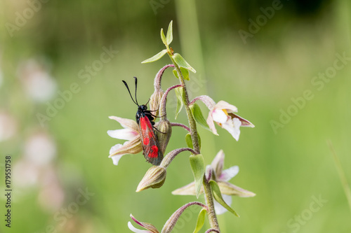 Slender Scotch burnet (Zygaena loti) resting on a Epipactis palustris photo