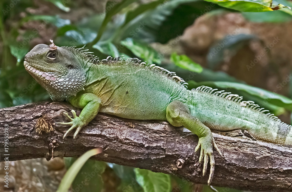 Chinese water dragon. Latin name - Physignathus cocincinus Chinese water dragon. Latin name - Physignathus cocincinus
