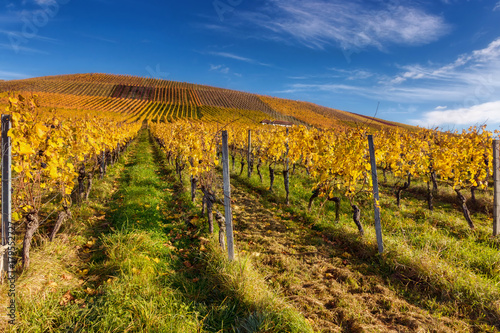 Colourful vineyards in autumn