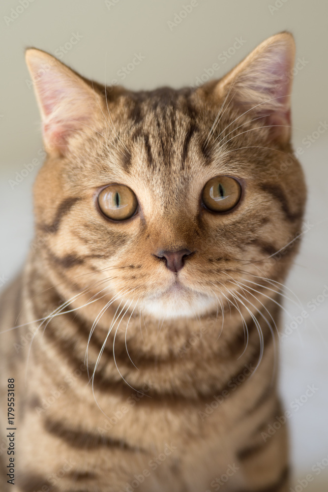 Portrait of a British Shorthair cat