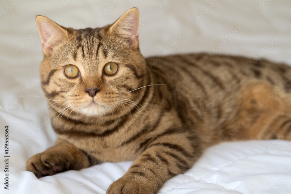 Cat lying on bed