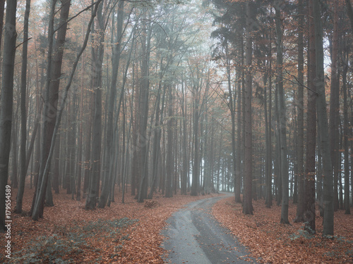 Straße im Wald bei dichtem Nebel