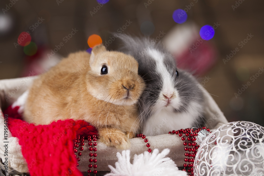 Fototapeta premium Animal, Rabbit, bunny on Christmas background