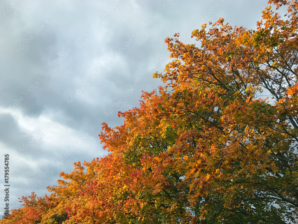 Bright autumn sky with high contrast maple trees with yellow and red leaves.
Bright autumn sky with high contrast maple trees with yellow and red leaves.