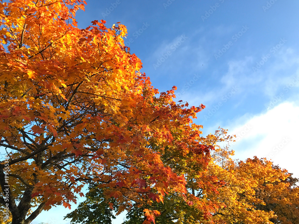Bright autumn sky with high contrast maple trees with yellow and red leaves.
