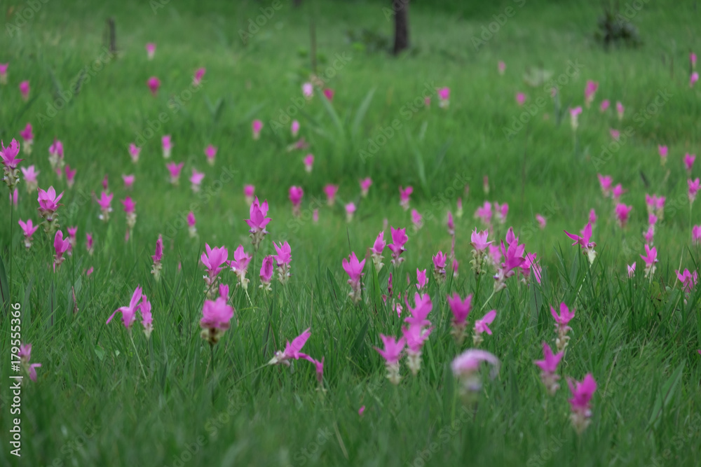 Beautiful of pink flower field of Siam tulip. subject is blurred. Beautiful of pink flower field of Siam tulip. subject is blurred.