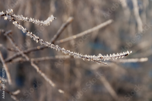 branch on a cold spring morning © Maslov Dmitry
