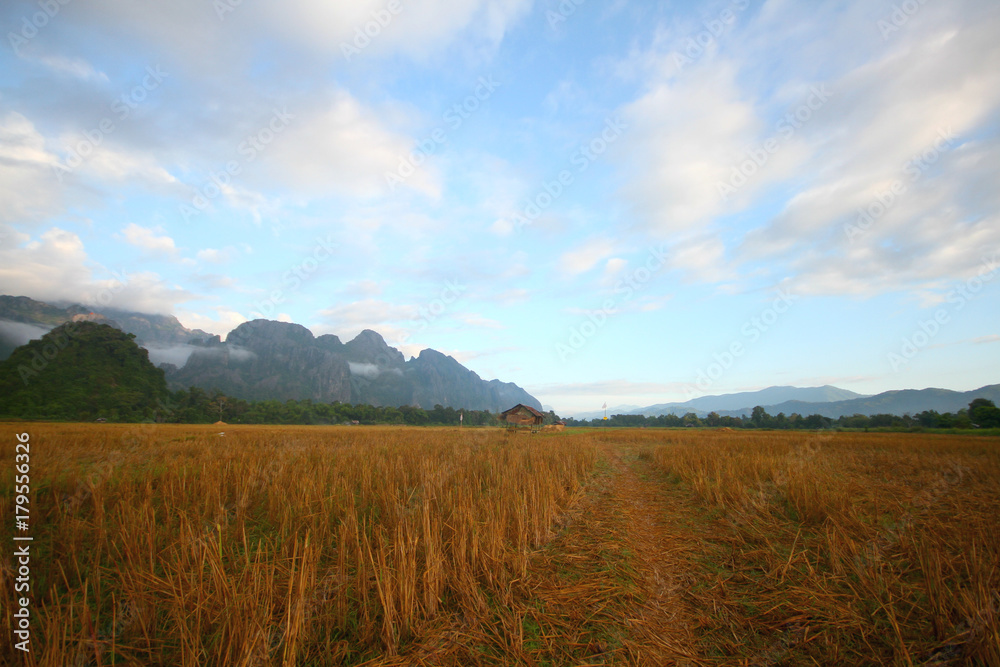 Rice field on terrace hillside in Vangvieng, Laos.Natural landscape of rice farm. cultivation agriculture