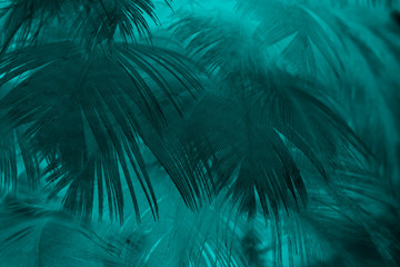 Beautiful dark green turquoise vintage color trends feather texture background