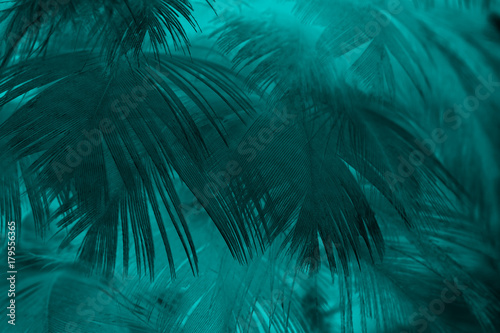 Beautiful dark green turquoise vintage color trends feather texture background photo