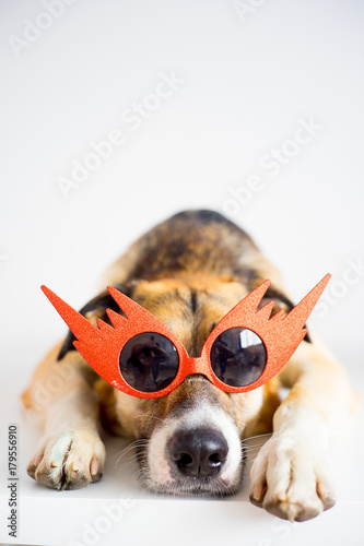 Fototapeta Naklejka Na Ścianę i Meble -  Portrait of a dog